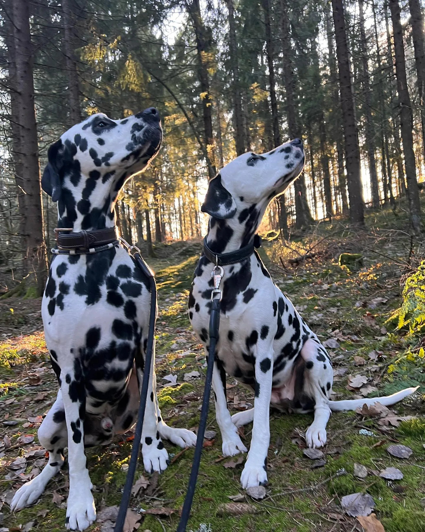 To dalmatinere i skogen