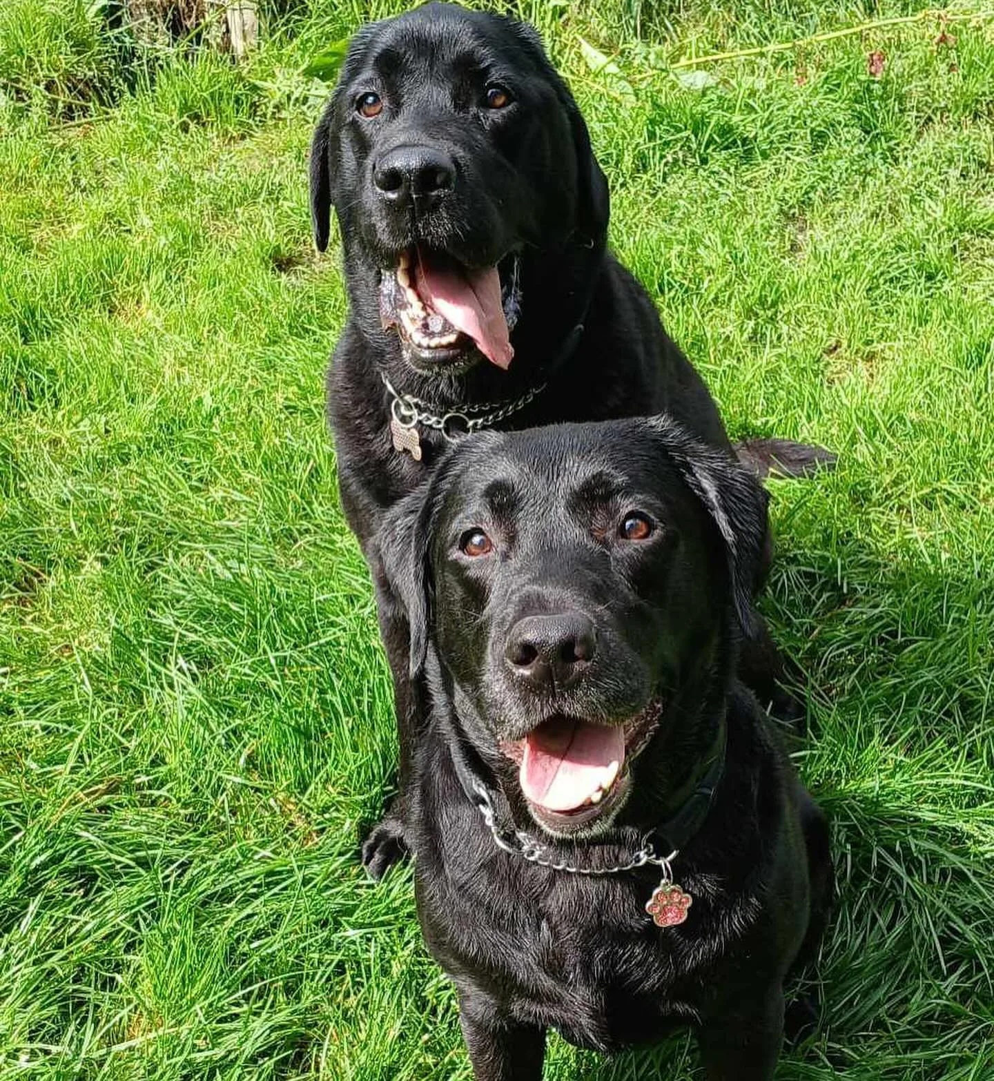 To svarte labradorer på gress