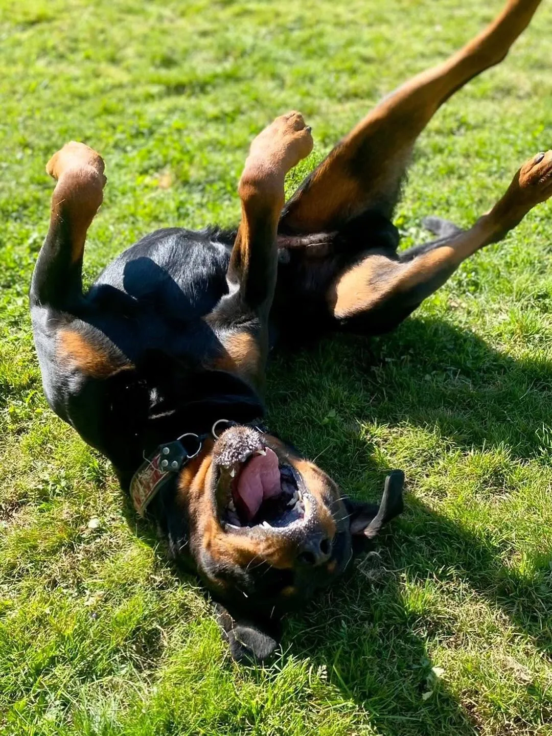 Rottweiler i farta på uteområdet
